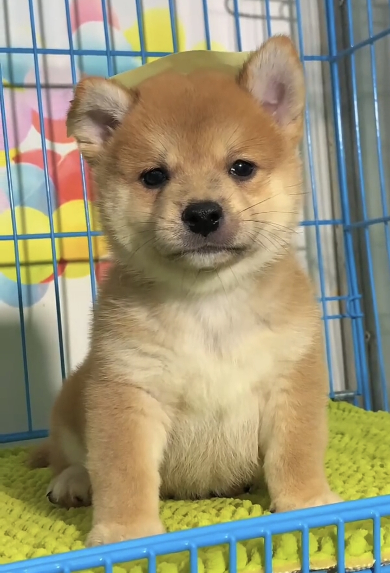 可爱的柴犬幼犬，毛茸茸的，超萌的，忠诚聪明